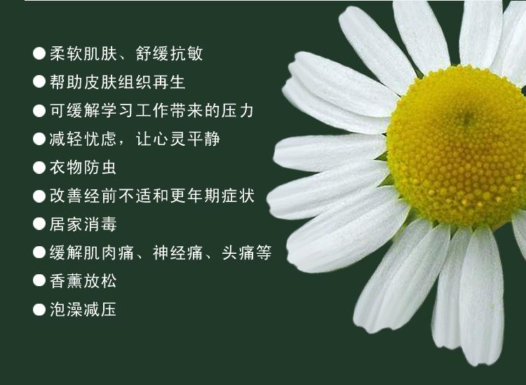 洋甘菊精油的功效-洋甘菊精油哪个牌子好  第1张