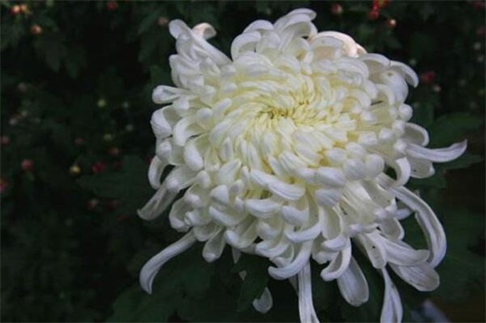 菊花不同的颜色都代表什么寓意  第1张