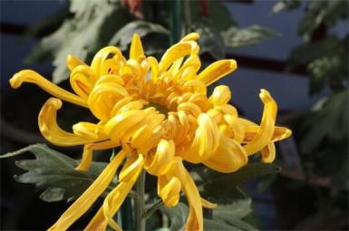 菊花不同的颜色都代表什么寓意  第8张