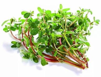 香椿 _荠菜_马齿苋等常见野菜怎么吃  第3张