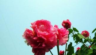 芙蓉花怎么养殖 养殖方法要注意  第1张