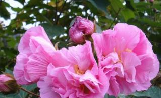 芙蓉花怎么养殖 养殖方法要注意  第2张