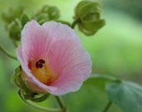 芙蓉花怎么养殖 养殖方法要注意  第3张