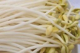 营养小宝典 黄豆芽有什么营养价值？  第1张