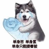 【表情包】单身苦 单身累 单身只能搂着被  第1张