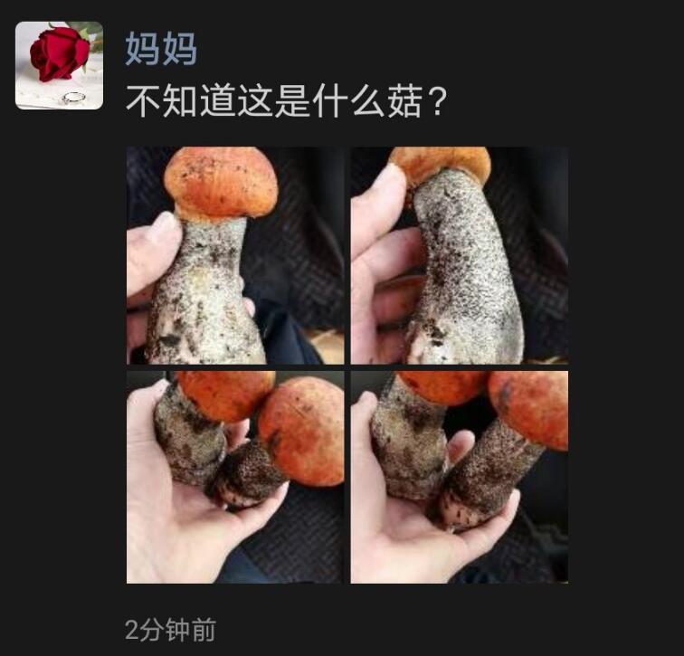 红伞伞白杆杆是什么梗？红伞伞白杆杆完整歌词  第1张